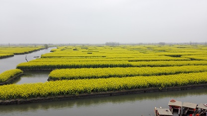 千垛風(fēng)景菜花美景